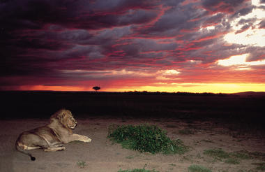 Lion At Sunset
